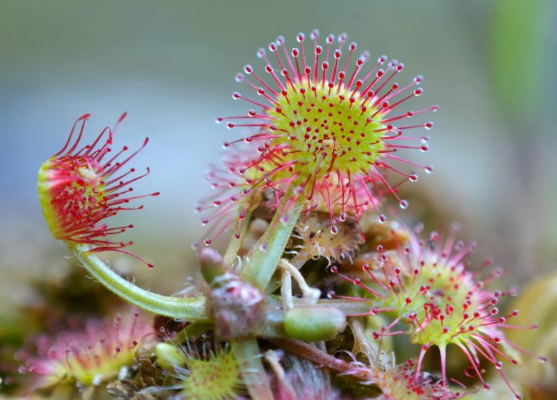 De mouillères, bijbehorende fauna en flora in Donezan