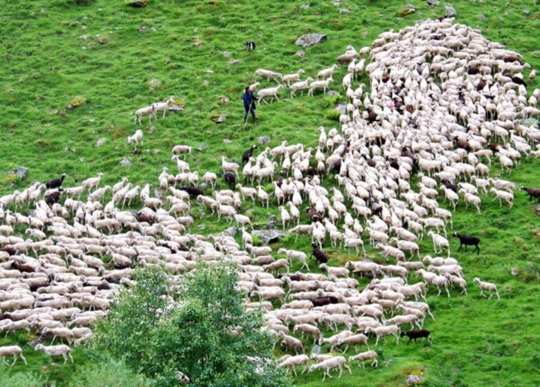 Transumanza nell'Haut-Salat