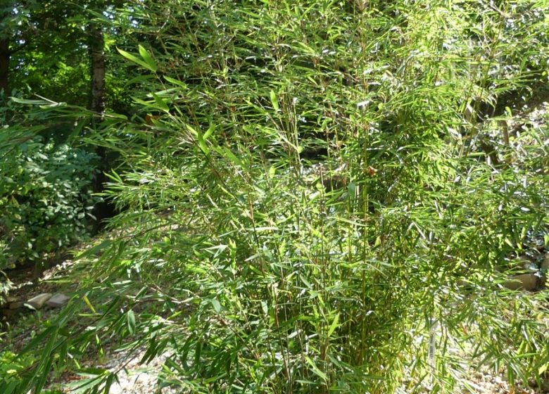 Gîte Les bambous – Les Hauts de Monségu