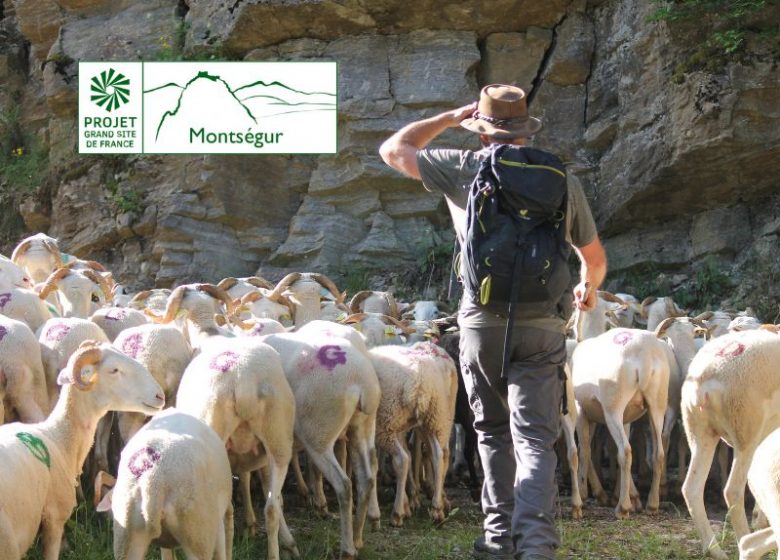 Transhumance des brebis tarasconnaises
