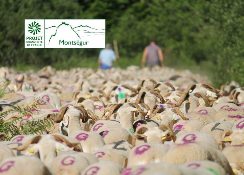 Transhumance des brebis tarasconnaises