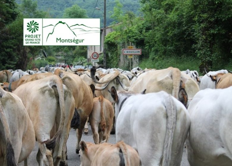 1ère étape – Transhumance des vaches, de la vallée à la montagne
