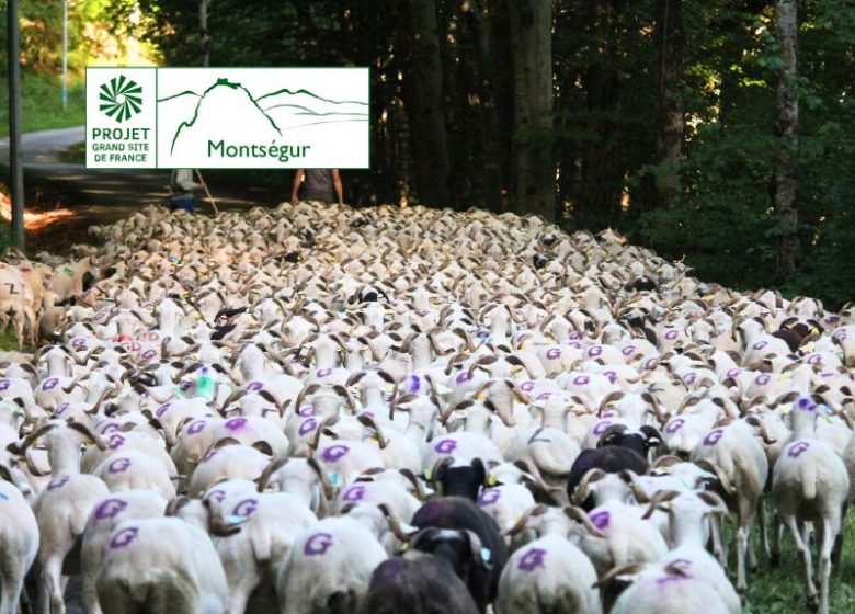 Etape finale – Transhumance des brebis tarasconnaises