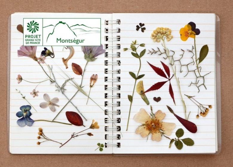 Reconnaître les arbres et faire son herbier