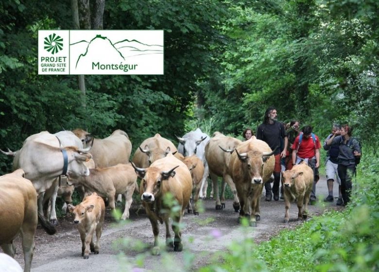 2ème étape : Transhumance des vaches de la vallée à la montagne
