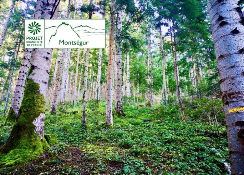 La forêt de Bélesta et la croix de Millet