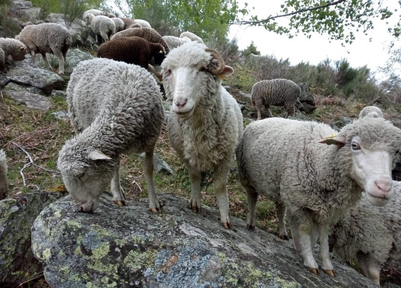Les « mardis Laine »