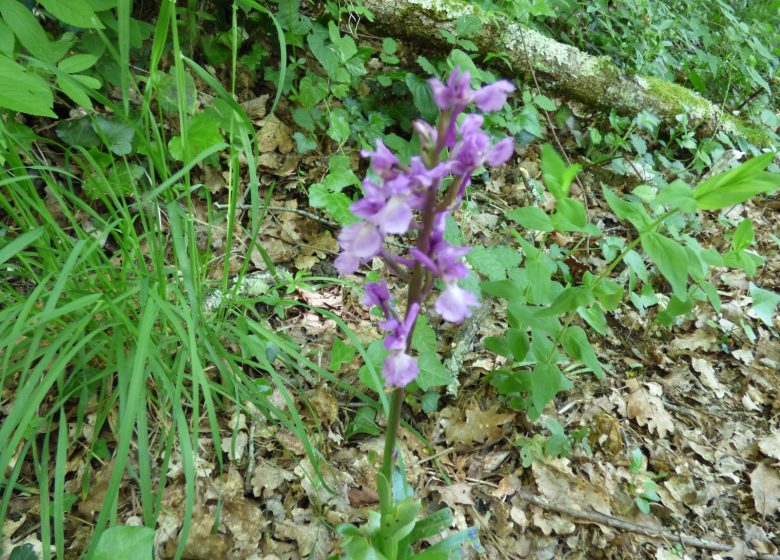 Site Natura 2000 des Quiers calcaires du Mas d’Azil et de Camarade