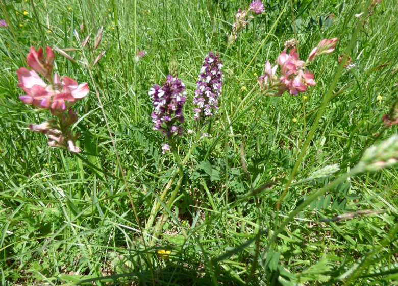 Site Natura 2000 des Quiers calcaires du Mas d’Azil et de Camarade